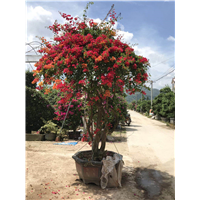 福建三角梅种植基地