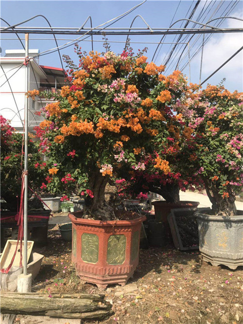四川三角梅种植园
