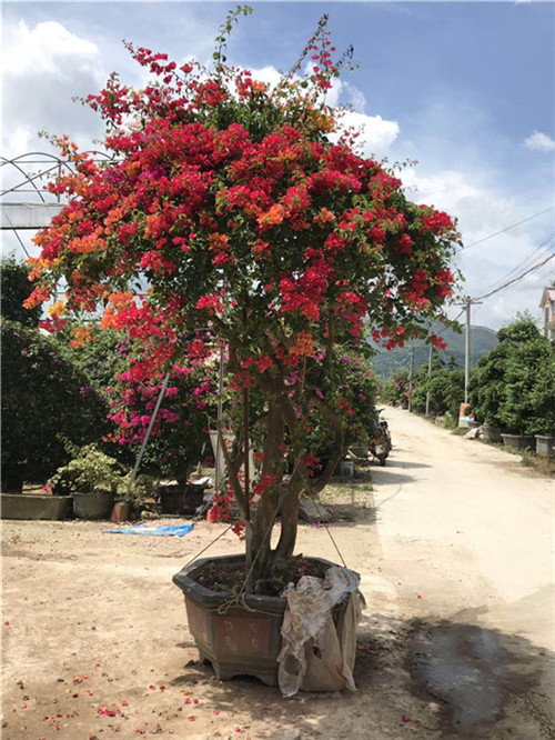 福建三角梅种植基地