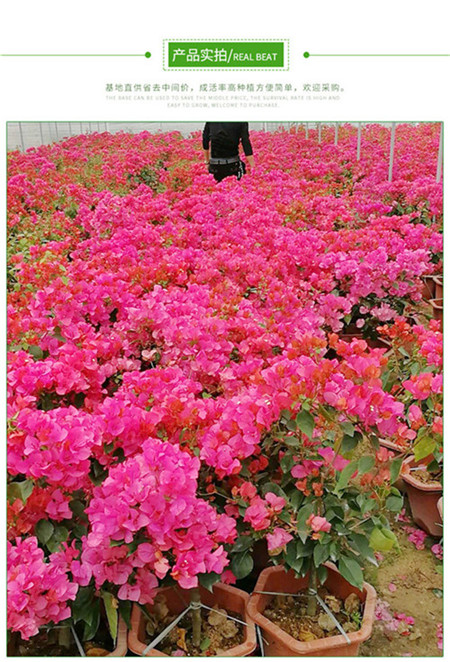 山西三角梅批发价格