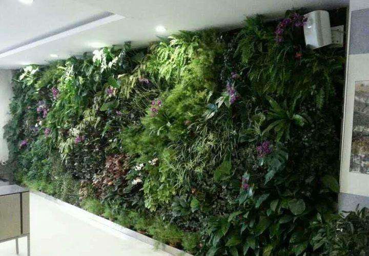 泉州植物墙