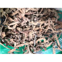 河北中药材洋金花供应商 