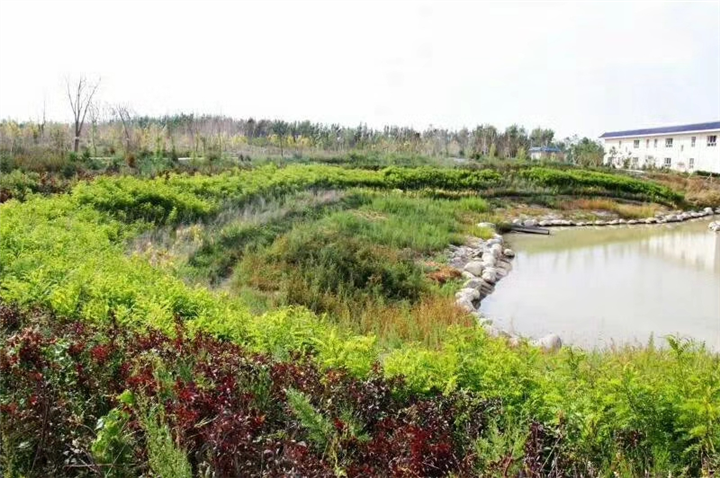新疆九龙生态园墓地 