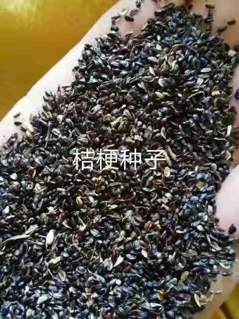 内蒙古桔梗种子种植基地 