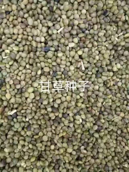 内蒙古甘草种子报价 