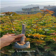 福建三角梅袋苗