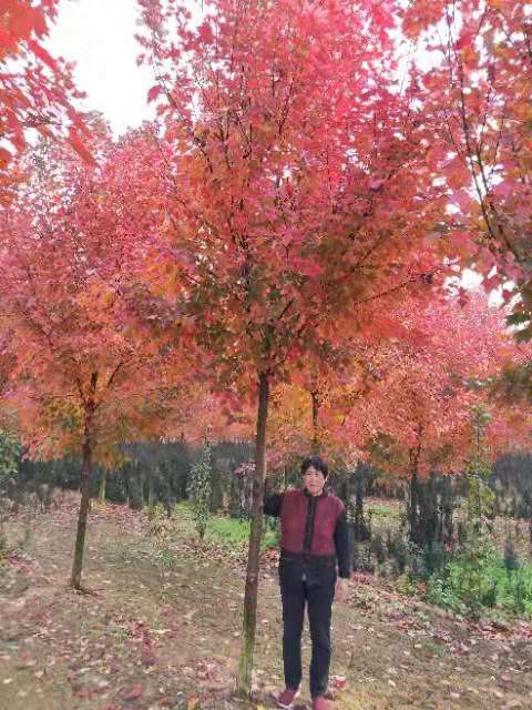 山东红冠红枫小苗 
