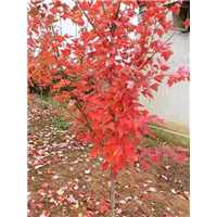 山东红红冠红枫的抗冻性非常好 