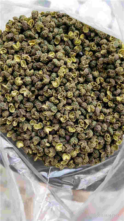 青花椒 