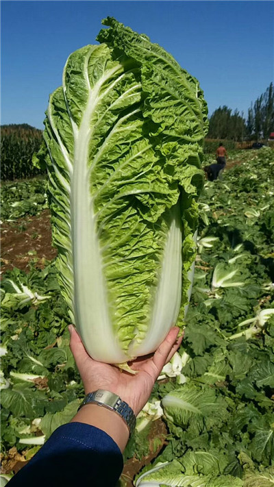 玉田蔬菜代办_生产流程严格把关 