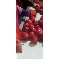 唐山蔬菜代办_供应保鲜蔬菜