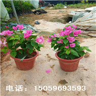 漳州三角梅批发