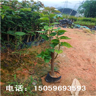 三角梅苗批发