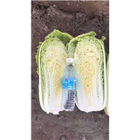 平阴蔬菜代办_平阴甘蓝代办 