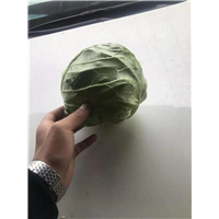 泰安蔬菜代办_蔬菜，水果 