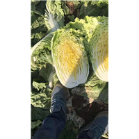 山东蔬菜代办_蔬菜代销
