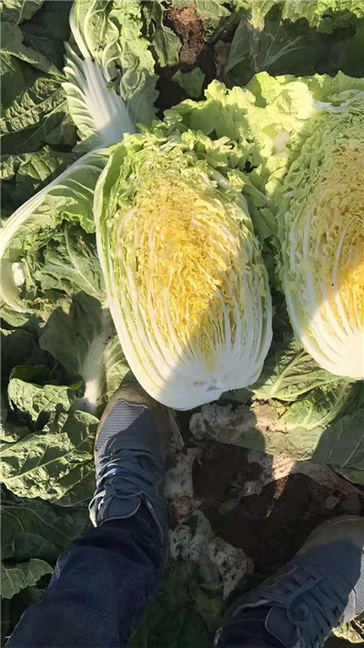 山东蔬菜代办_蔬菜代销 