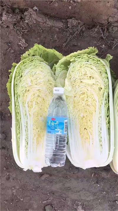 平阴蔬菜代办_平阴甘蓝代办 