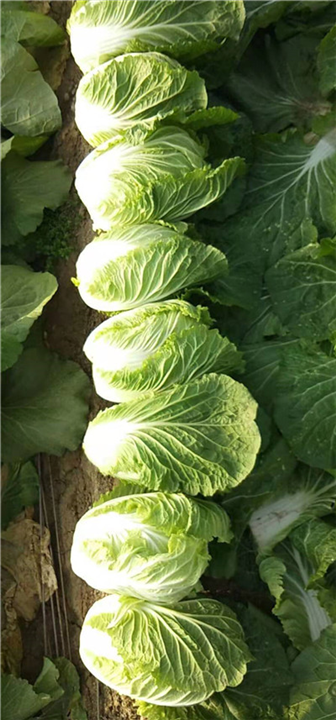 山东蔬菜代办_泰安萝卜代购 