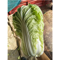 泰安蔬菜代办_农产品供应 