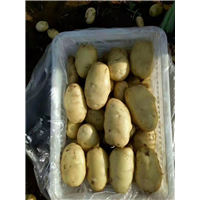平阴蔬菜代办_精品加工蔬菜 