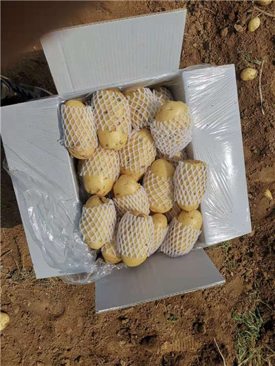 肥城蔬菜代办_山东土豆代办 