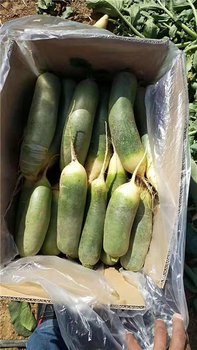 泰安蔬菜代办_供应保鲜蔬菜 
