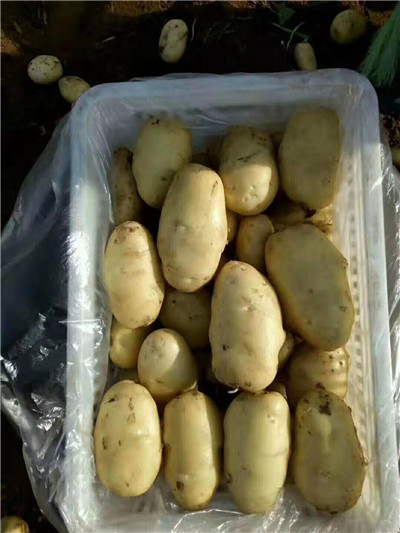 平阴蔬菜代办_精品加工蔬菜 