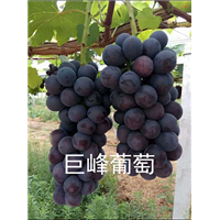 安徽葡萄苗栽植新技术