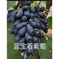 江苏葡萄苗