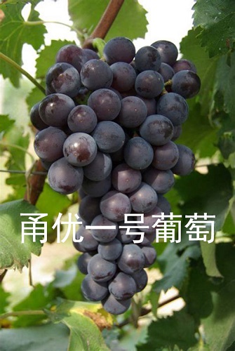 江苏葡萄苗