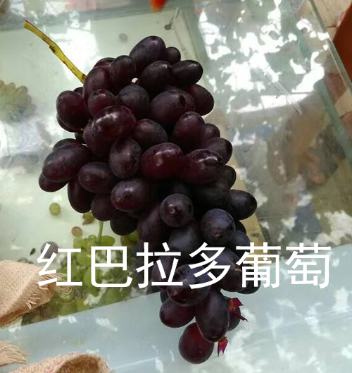 浙江葡萄苗