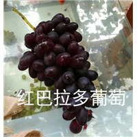 浙江葡萄苗
