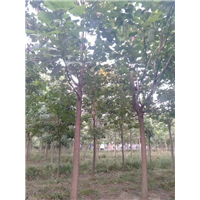 河南楸树，河南楸树批发