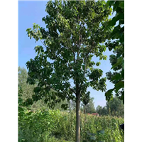 楸树-周口楸树-河南楸树