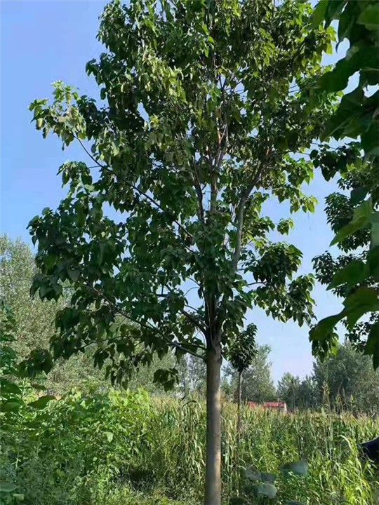 楸树-周口楸树-河南楸树
