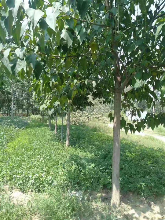 河南大楸树，周口大楸树