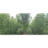 周口楸树-淮阳楸树种植