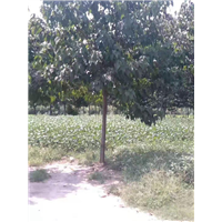 淮阳楸树，淮阳楸树种植