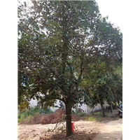淮阳楸树基地-淮阳楸树