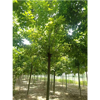 河南楸树-河南楸树基地