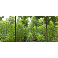 河南梓树-河南梓树批发