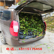 黑老虎发苗