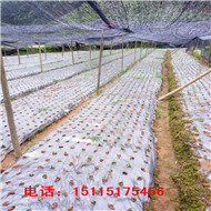 通道黑老虎基地