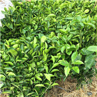 纽荷尔脐橙苗价格