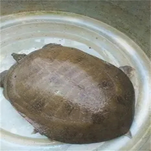 河南甲鱼