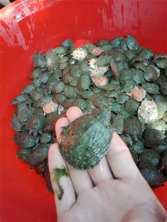 甲鱼苗批发｜甲鱼苗批发价格 
