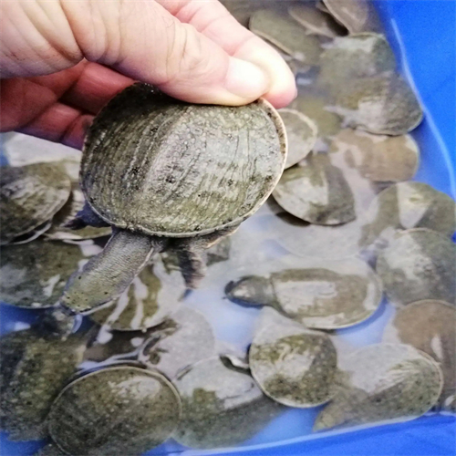 河南老生态甲鱼苗批发