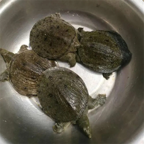 河南老生态甲鱼苗批发价格