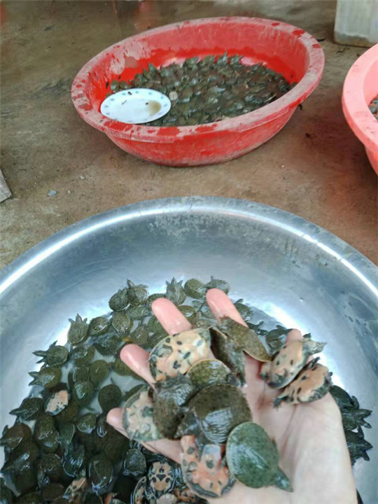 潢川甲鱼苗养殖基地｜哪里有养殖甲鱼苗的 